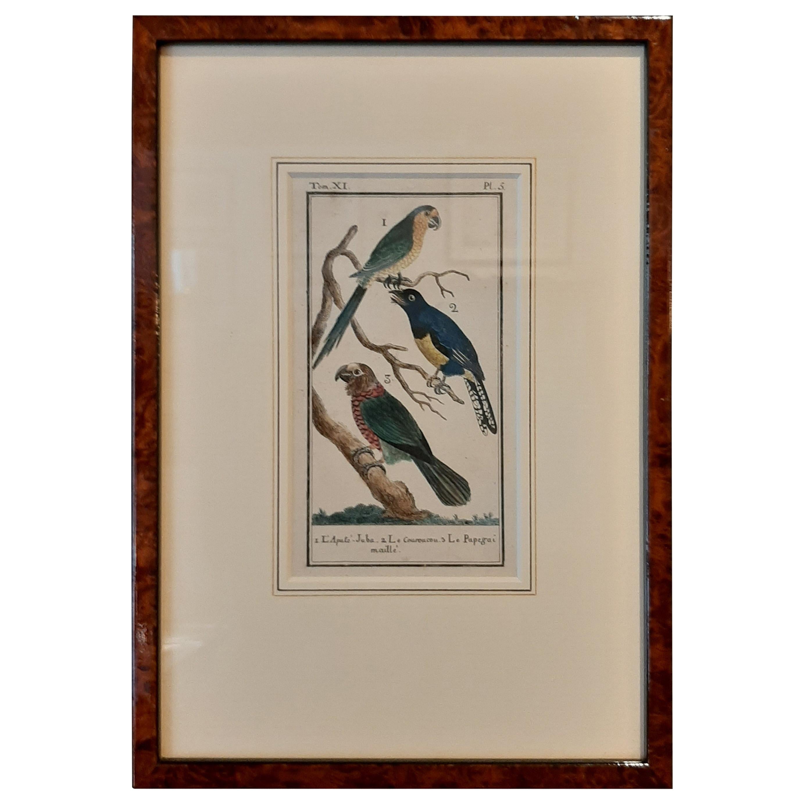 Grabado antiguo de Buffon sobre varias especies de loros, 1787