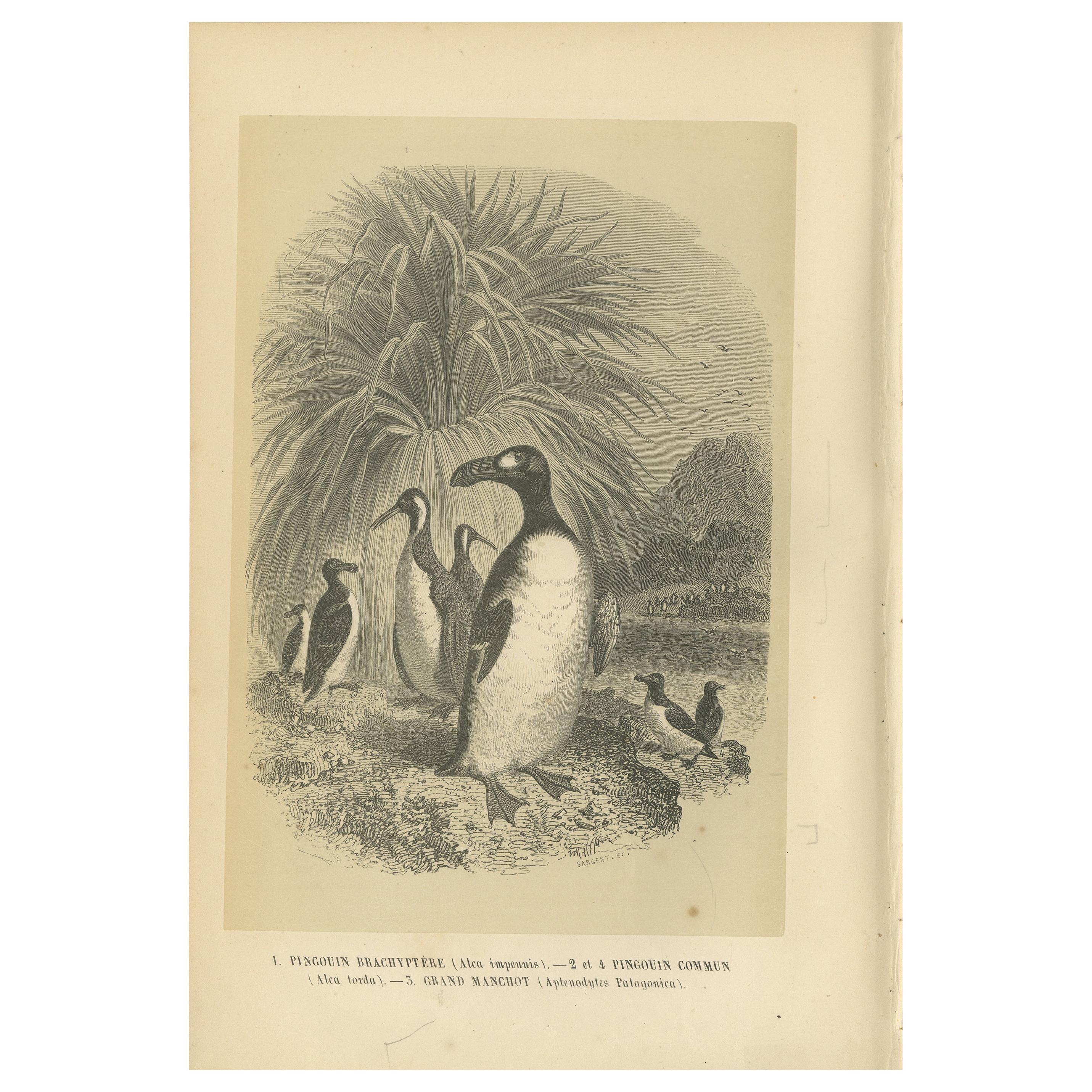 Antique Bird Print of Various Penguins, 1853