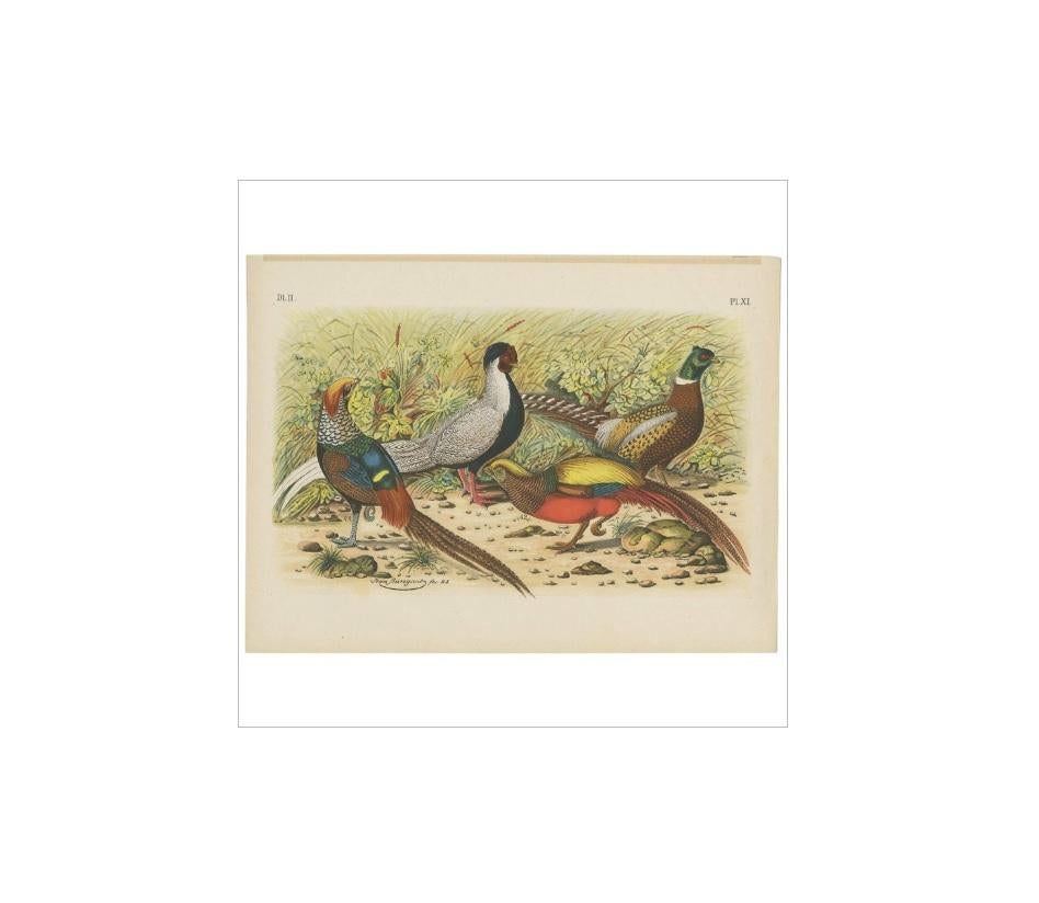 Antique Bird Print of various Pheasants (1886) In Good Condition In Langweer, NL