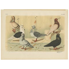 Antique Bird Print of various Pigeon Breeds (1886) Antique Bird Print of various Pigeon Breeds (1886)