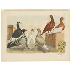 fancy pigeon breeds Antique Bird Print of various Pigeon Breeds (1886)