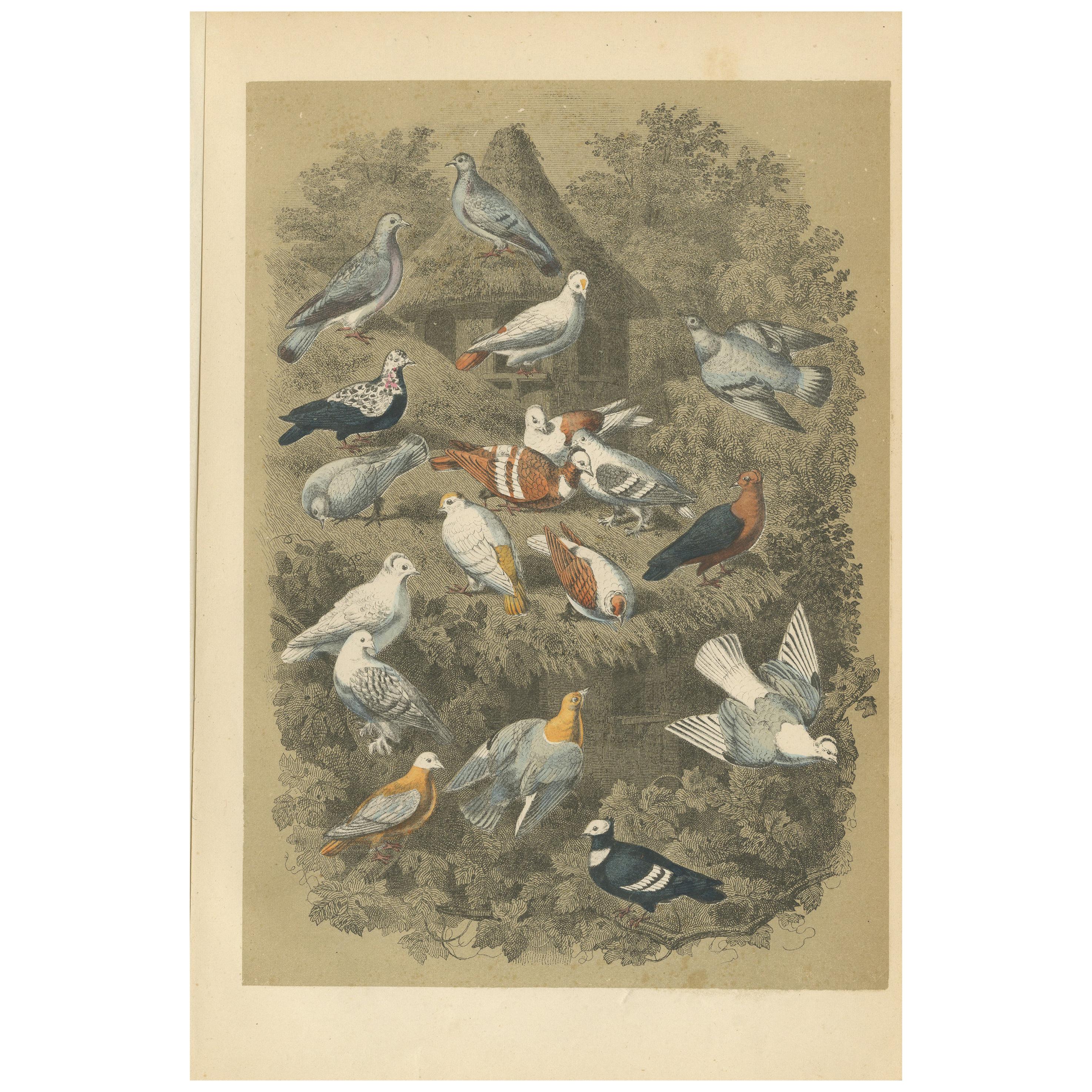 Impression ancienne d'oiseaux de différents pigeons, 1853