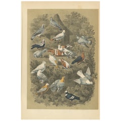 Impression ancienne d'oiseaux de différents pigeons, 1853