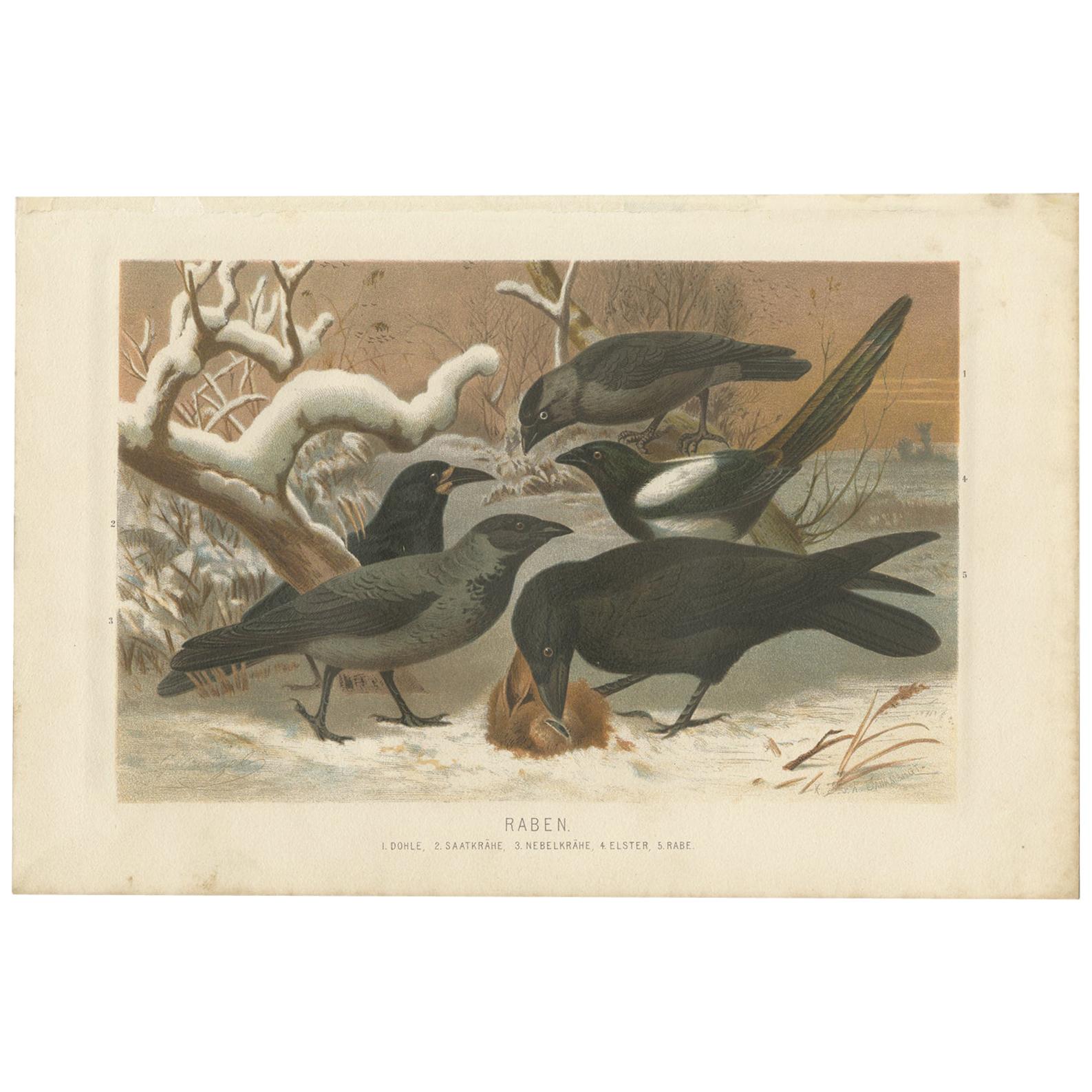 Antique Bird Print of Various Ravens by Brehm, '1883'