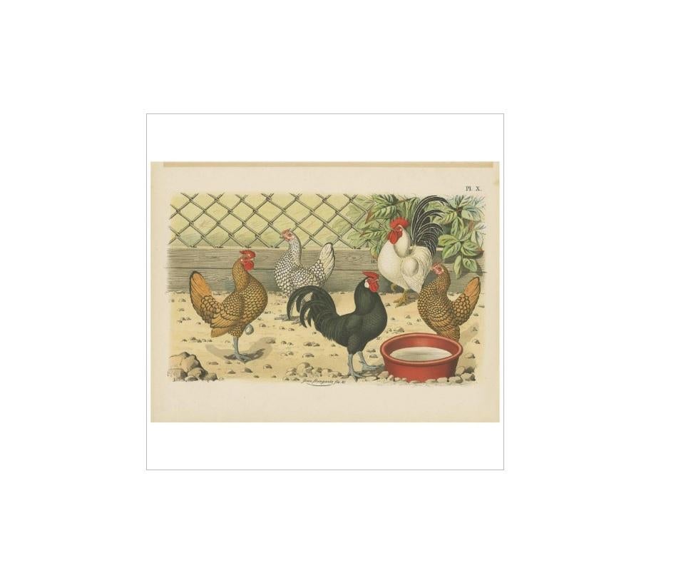 Antique bird print of various roosters and chickens. This print originates from 'De Vogelwereld. Handboek voor Liefhebbers van Kamer- en Parkvogels’ by A. Nuyens. Published by J.B. Wolters, 1886.