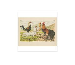 Antique Bird Print of various Roosters and Chickens (1886)