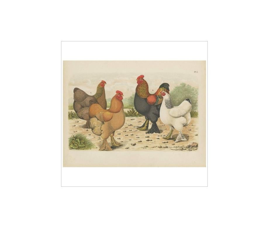 Antique Bird Print of various Roosters and Chickens (1886) In Good Condition In Langweer, NL