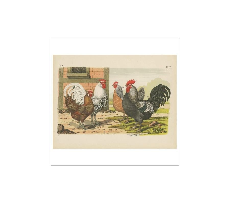 19th Century Antique Bird Print of various Roosters and Chickens (1886)