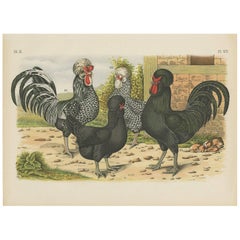 Antique Bird Print of various Roosters and Chickens (1886)
