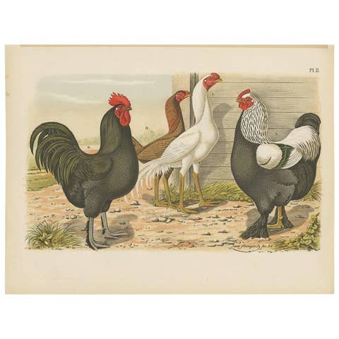 Antique Bird Print of various Roosters and Chickens (1886)