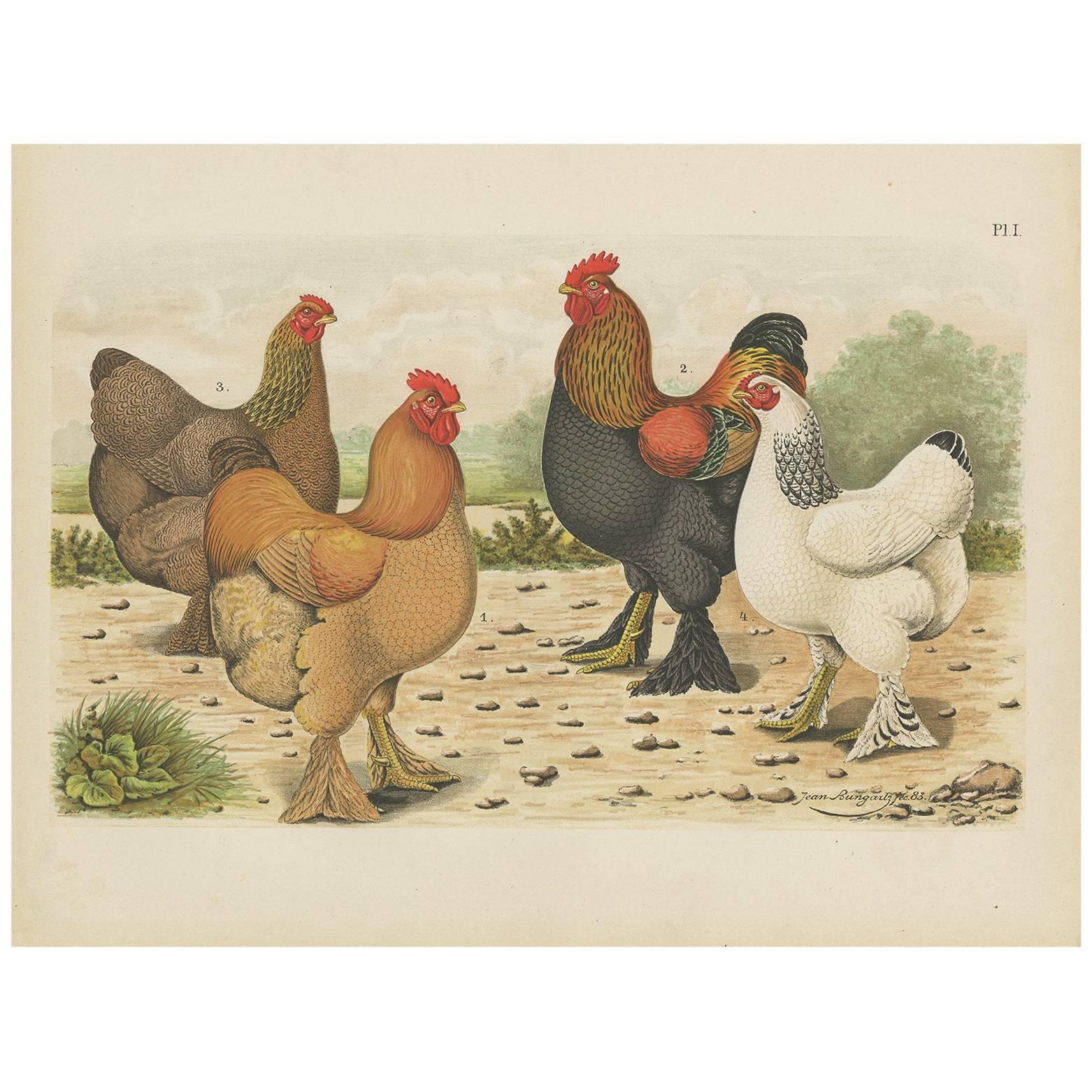 Antique Bird Print of various Roosters and Chickens (1886)
