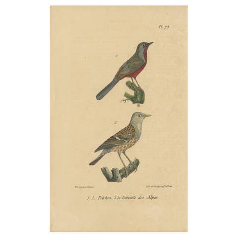 Antique Bird Print of Warblers or Perching Birds, 'c.1830'