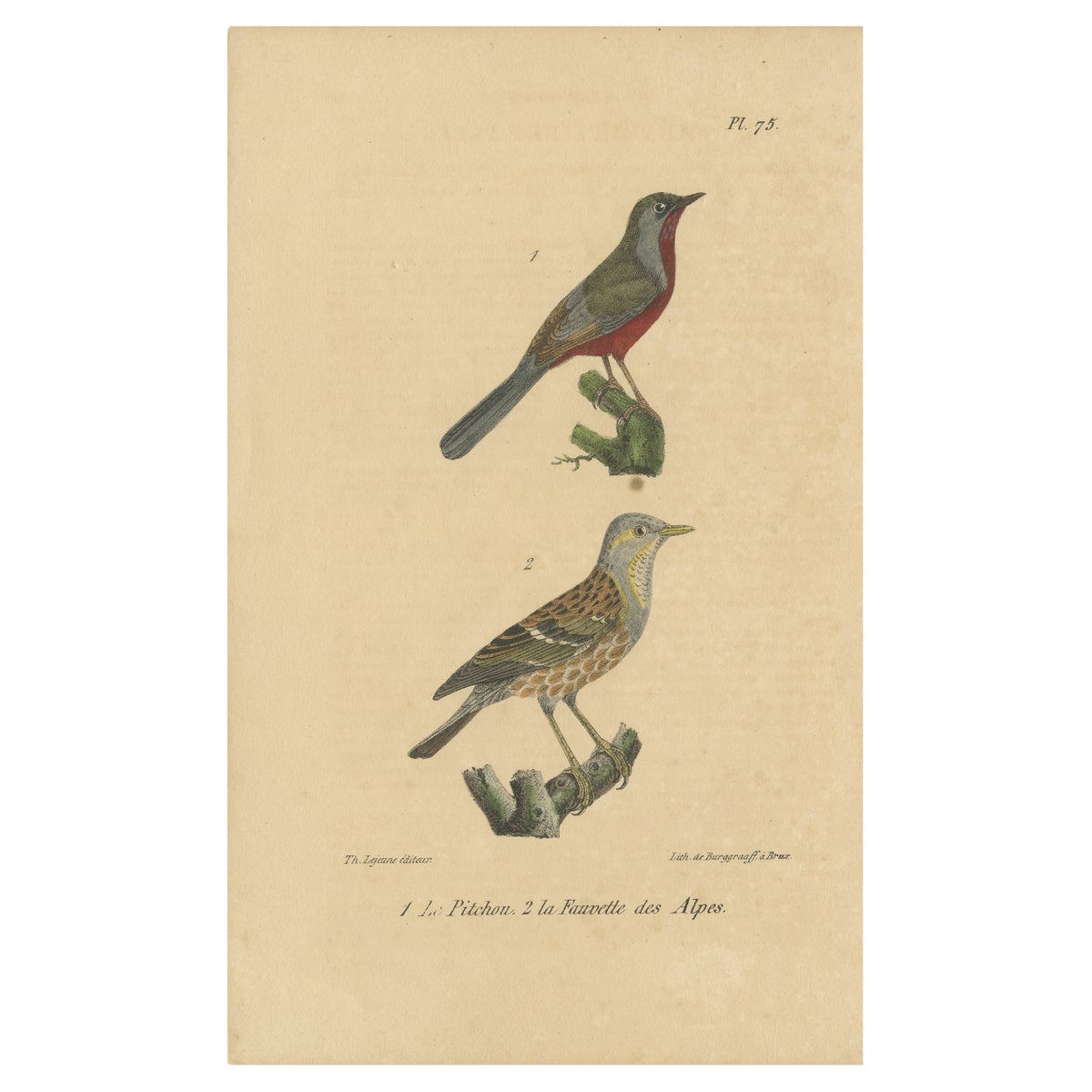 Antique Bird Print of Warblers or Perching Birds, 'c.1830'
