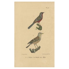Impression ancienne d'oiseaux de chasseurs ou d'oiseaux perchés,  'c.1830'