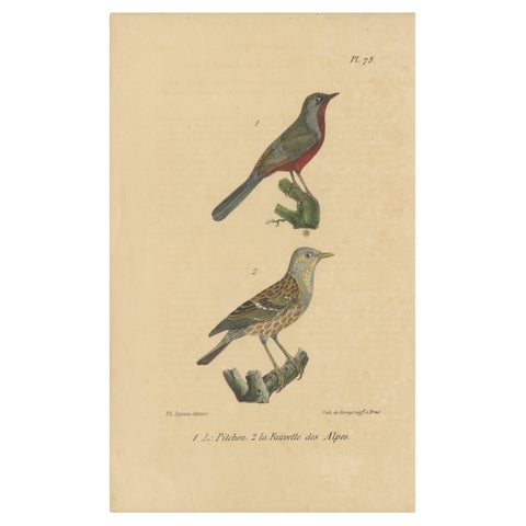 Antique Bird Print of Warblers or Perching Birds, 'c.1830'
