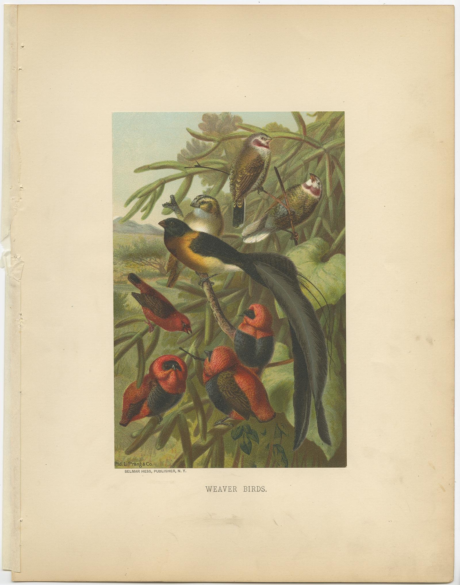 Antiker Vogeldruck mit dem Titel 'Weaver Birds'. Alter Vogeldruck mit Darstellung von Webervögeln. Diese Chromolithographie stammt aus der 1898 von Selmar Hess in New York herausgegebenen naturkundlichen Sammlung 