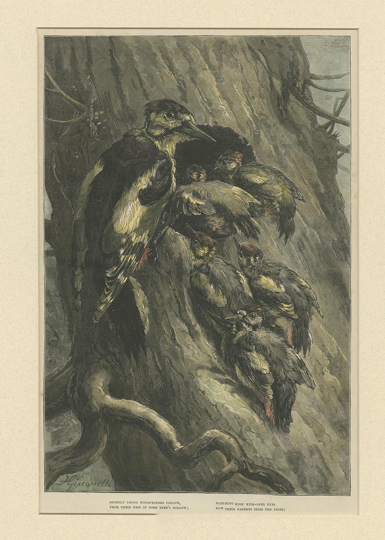 Gravure ancienne intitulée 'Shortly young woodpeckers follow ; from their nest in some tree's hollow ; Watching wide-open Eyes ; how their parents seize the prize'. Impression de pics. Cette impression provient de 