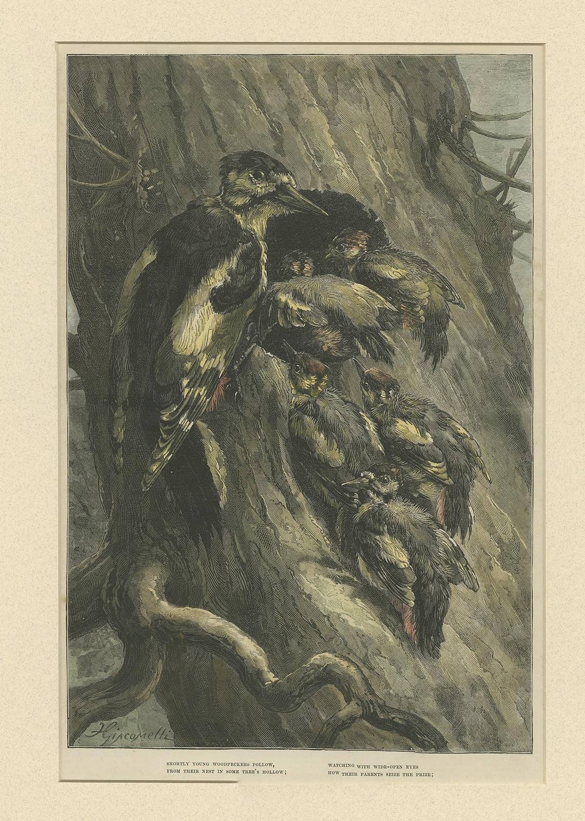Antique Bird Print of Woodpeckers '1879'