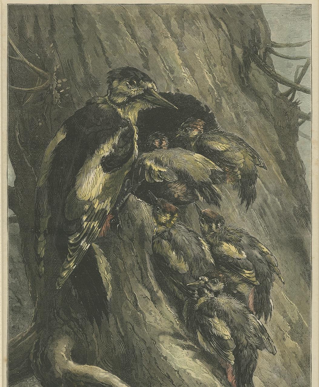 Antique Bird Print of Woodpeckers '1879' In Good Condition For Sale In Langweer, NL