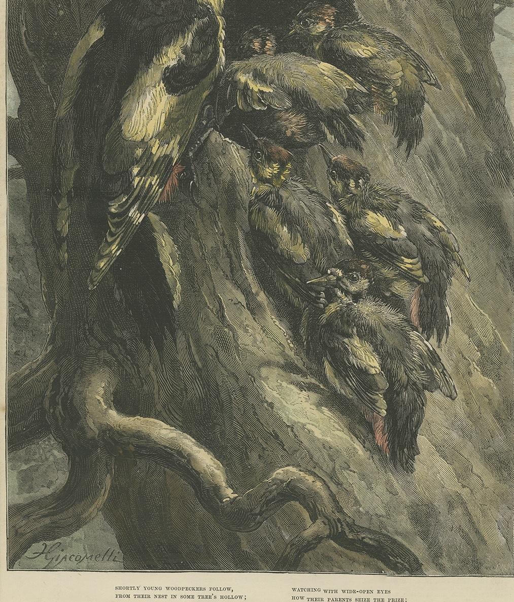 Antiker Vogeldruck von Spechten '1879 (19. Jahrhundert) im Angebot