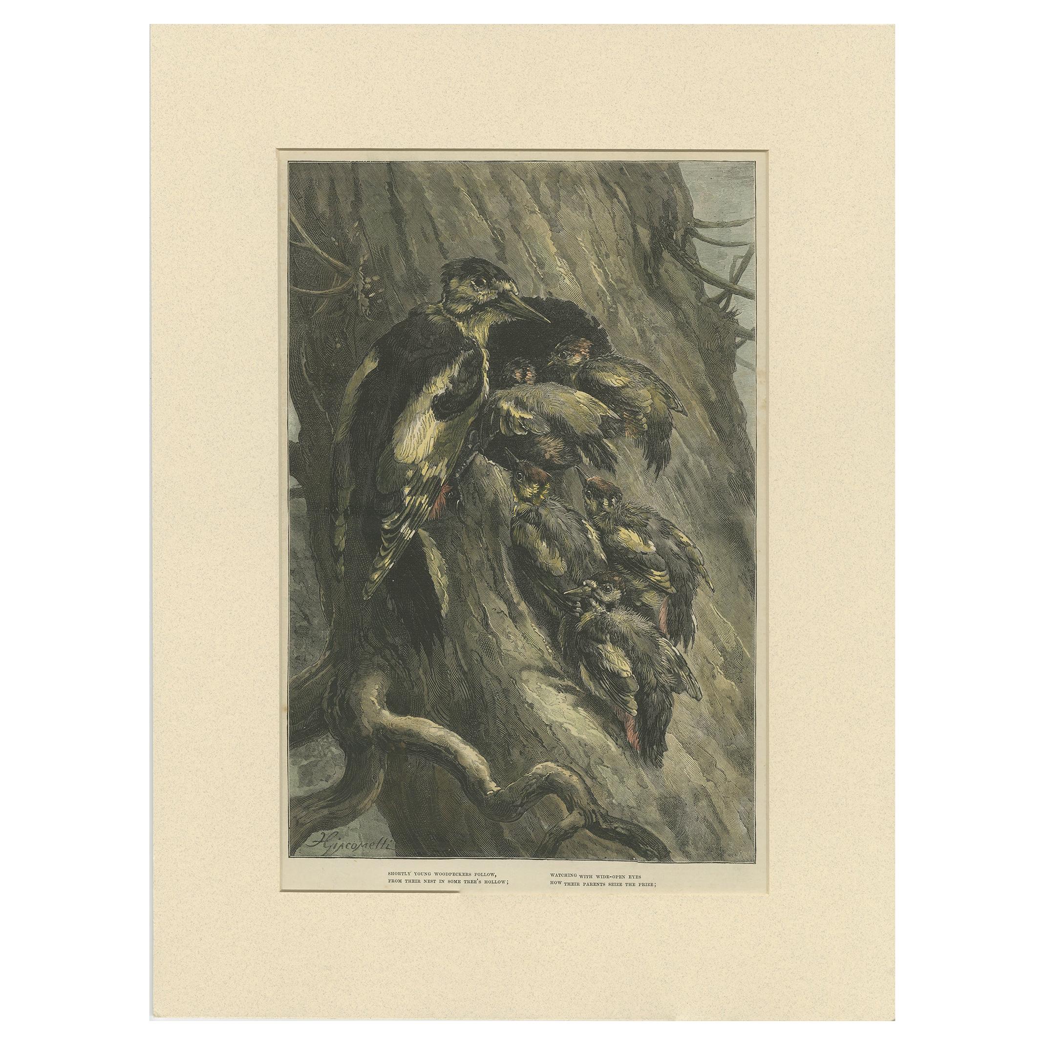 Gravure ancienne d'oiseaux de pics '1879'