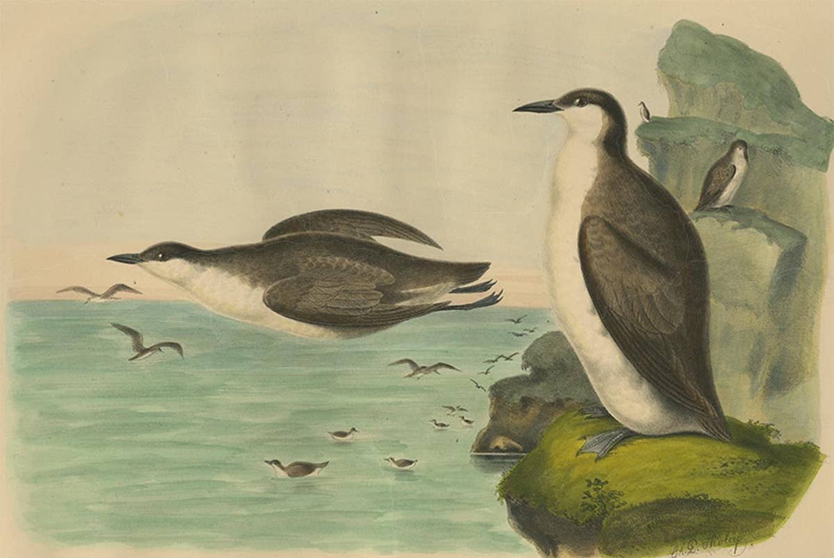Antique Bird Print of Xantus's Murrlets Made after D.G. Elliot, 1869