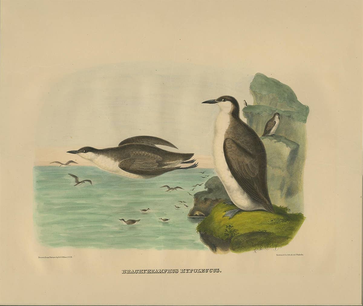 Antique Bird Print of Xantus's Murrlets Made after D.G. Elliot, 1869