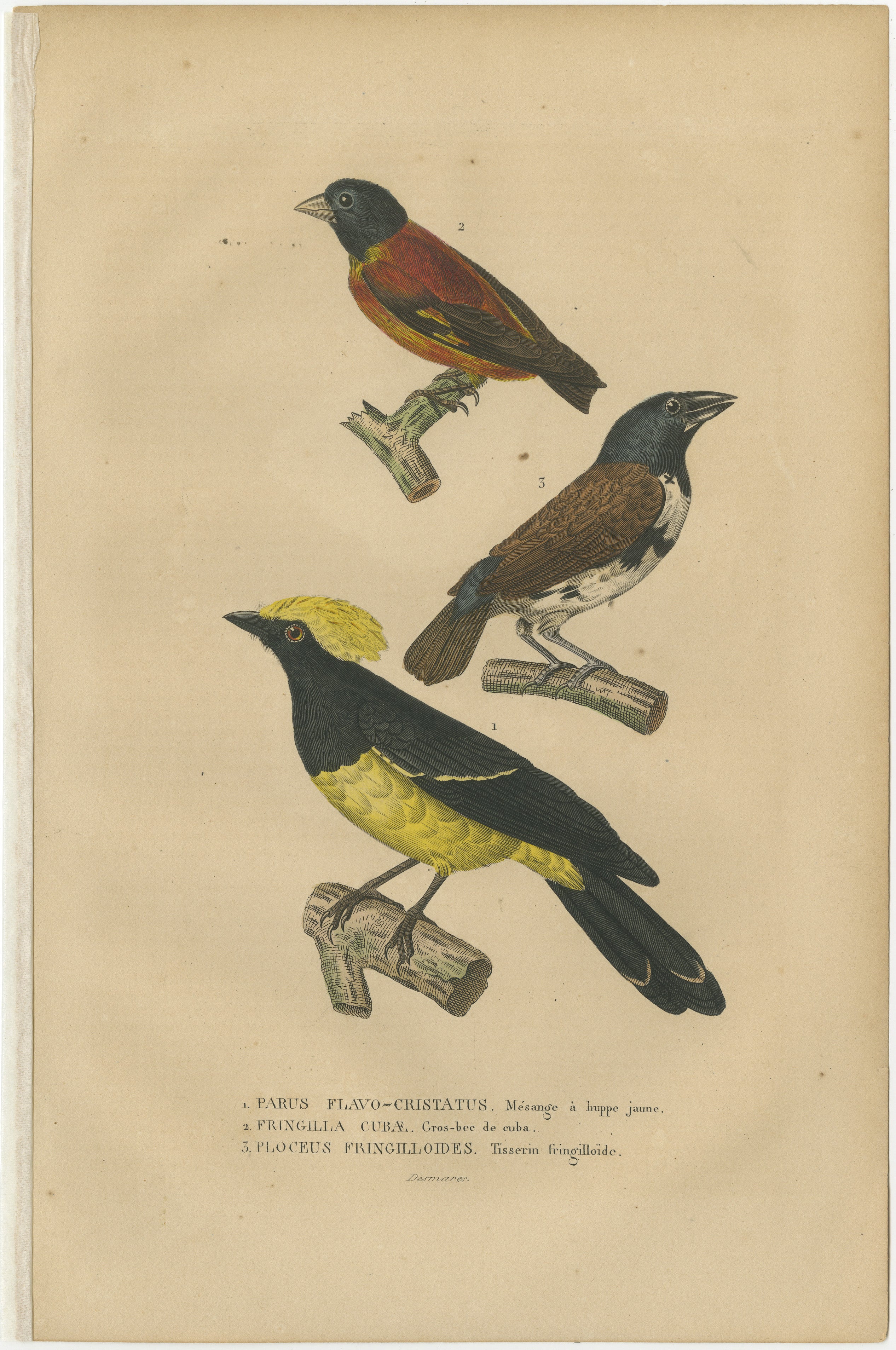 Title: ‘1. PICUCULE A BEC EN COIN, 2. DICEE A PLASTRON, 3. TICHODROME ECHELETTE.’– (1. Woodcreeper, 2. Flowerpecker, 3. Wallcreeper.)

Indulge in the allure of avian elegance with this captivating original hand-colored print from the 19th century,