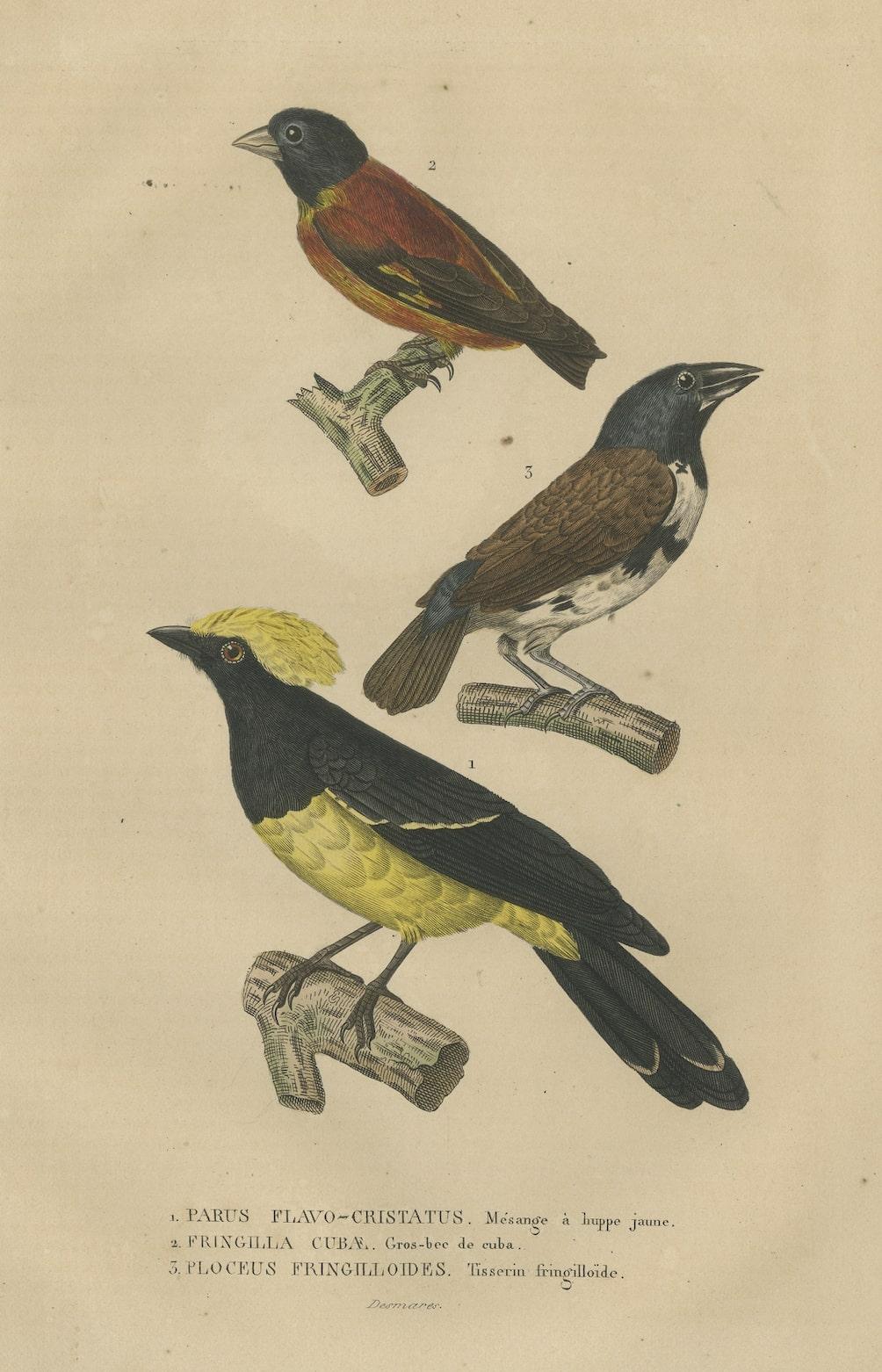 Antique Bird Print Showing A Sultan Tit, a Cuban Finch and a Magpie Mannikin In Good Condition For Sale In Langweer, NL