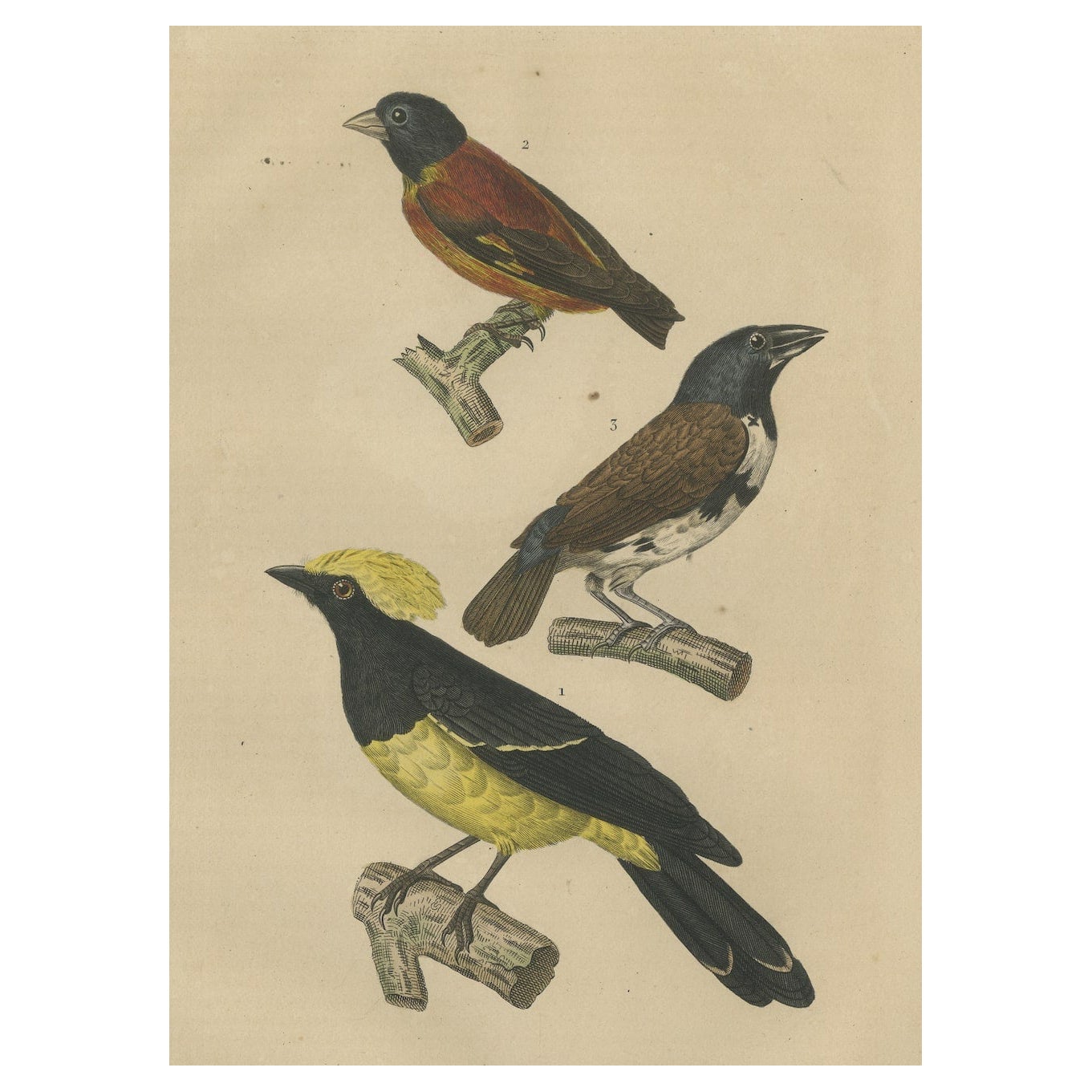 Antiker Vogeldruck mit einem Sultan Tit, einer kubanischen Oberfläche und einer Magpie Mannikin
