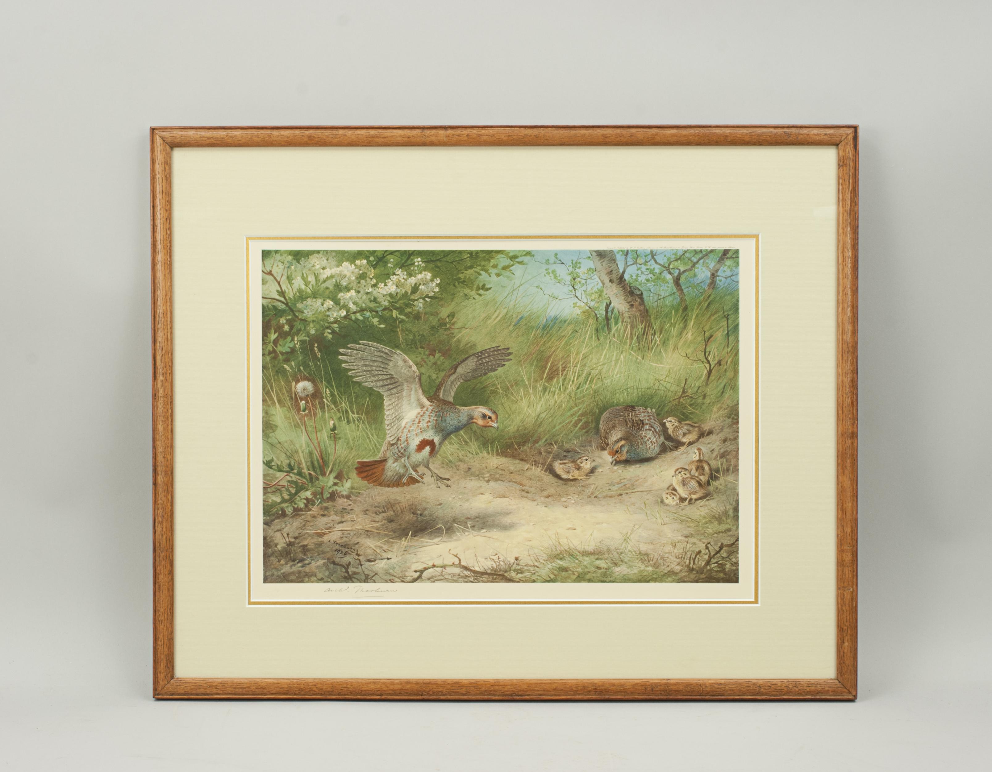 Antique Bird Print, Signed by Archibald Thorburn, Partridge, Spring For Sale 1