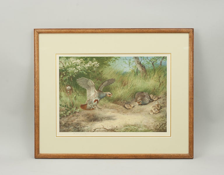 Antique Bird Print, Signed by Archibald Thorburn, Partridge, Spring For Sale 4