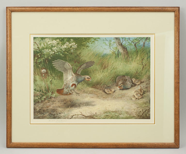 Signed Game Bird By Archibald Thorburn.
A game bird colotype print by Archibald Thorburn, titled 'Spring'. This is a single picture from a set of four called 'The Seasons'. Each season is represented by a bird, Partridge - Spring, Pheasant -