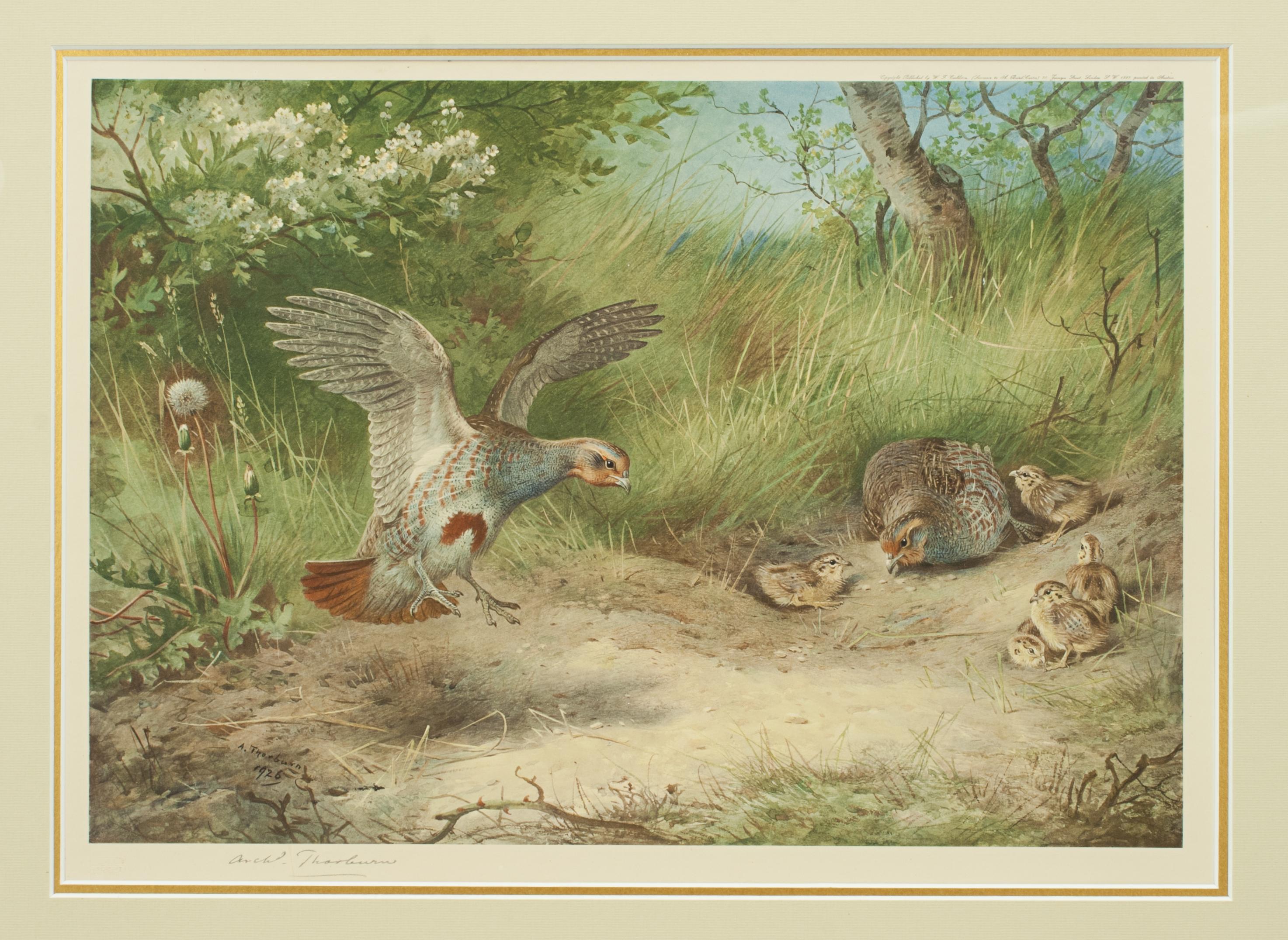 Sporting Art Stampa antica di uccelli, firmata da Archibald Thorburn, Pernice, Primavera in vendita