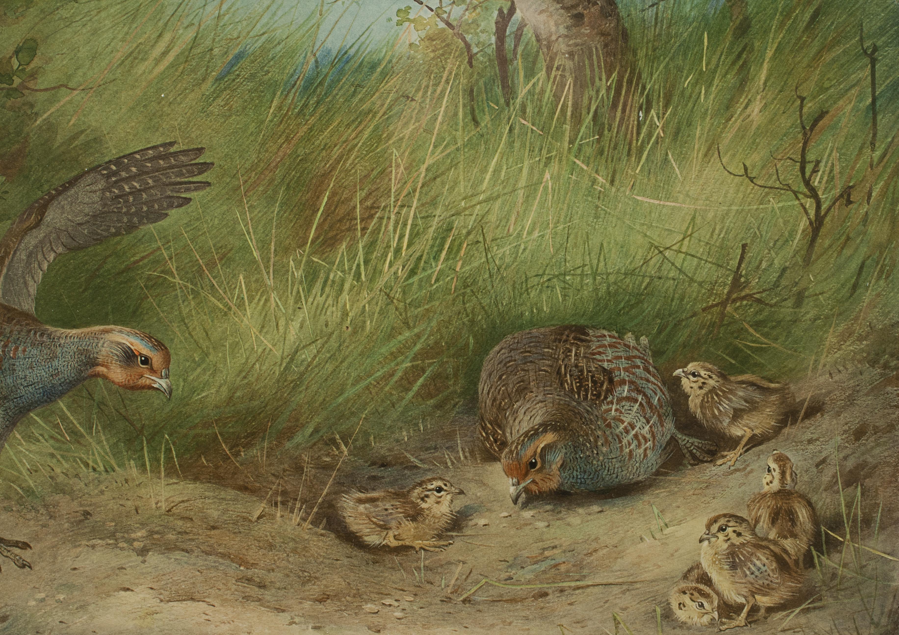 Inizio XX secolo Stampa antica di uccelli, firmata da Archibald Thorburn, Pernice, Primavera in vendita
