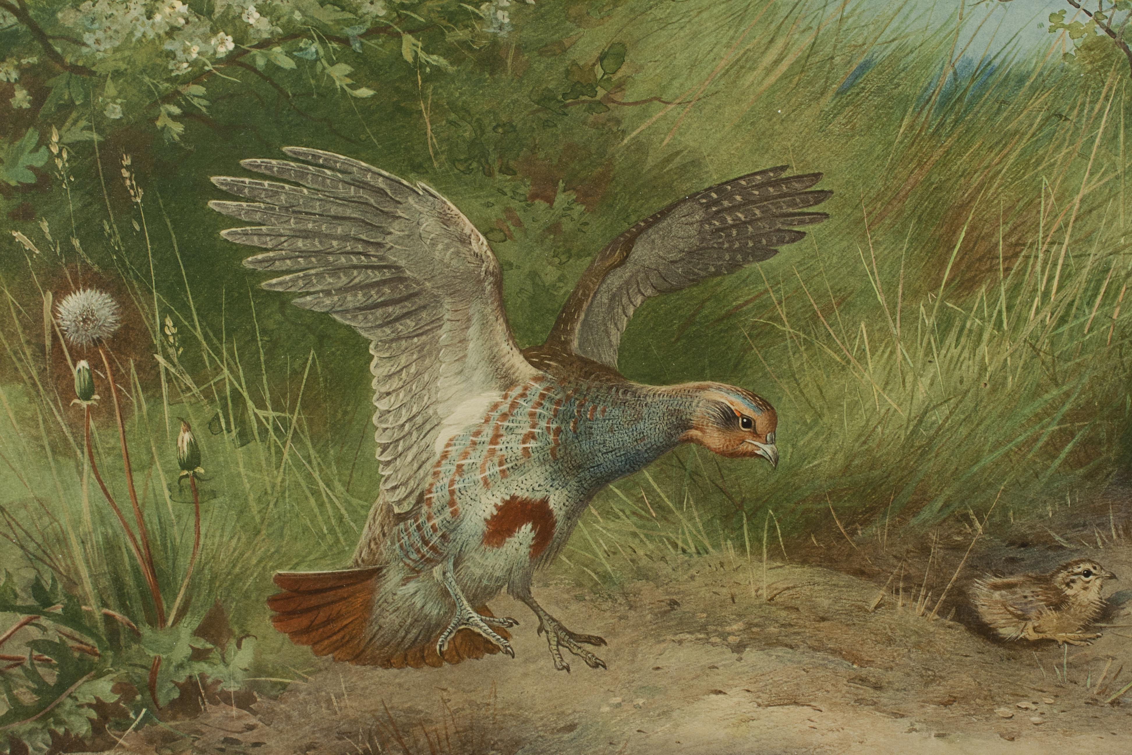 Peinture Impression d'oiseaux anciens, signée par Archibald Thorburn, Partridge, Spring en vente