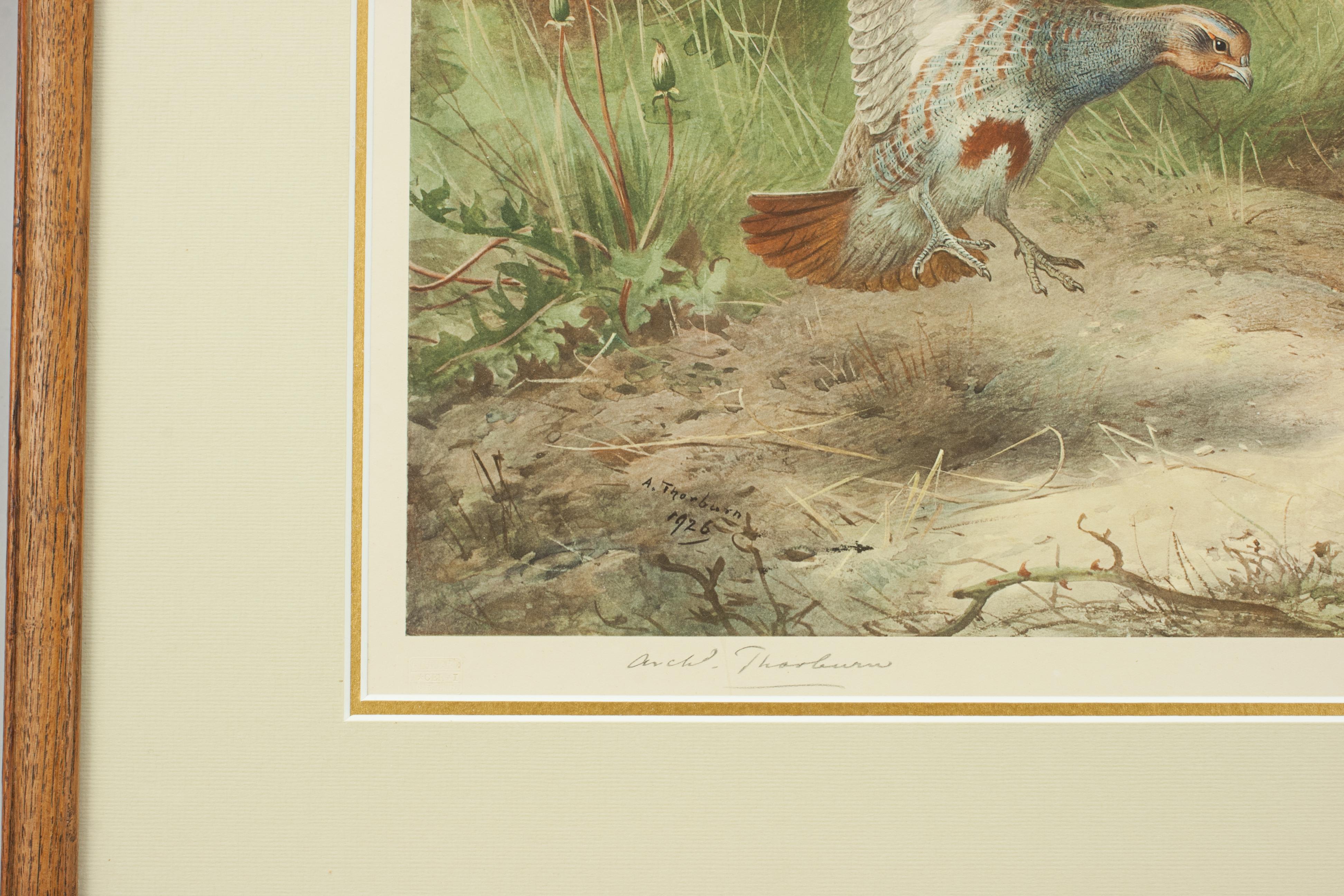 Antique Bird Print, Signed by Archibald Thorburn, Partridge, Spring In Good Condition For Sale In Oxfordshire, GB