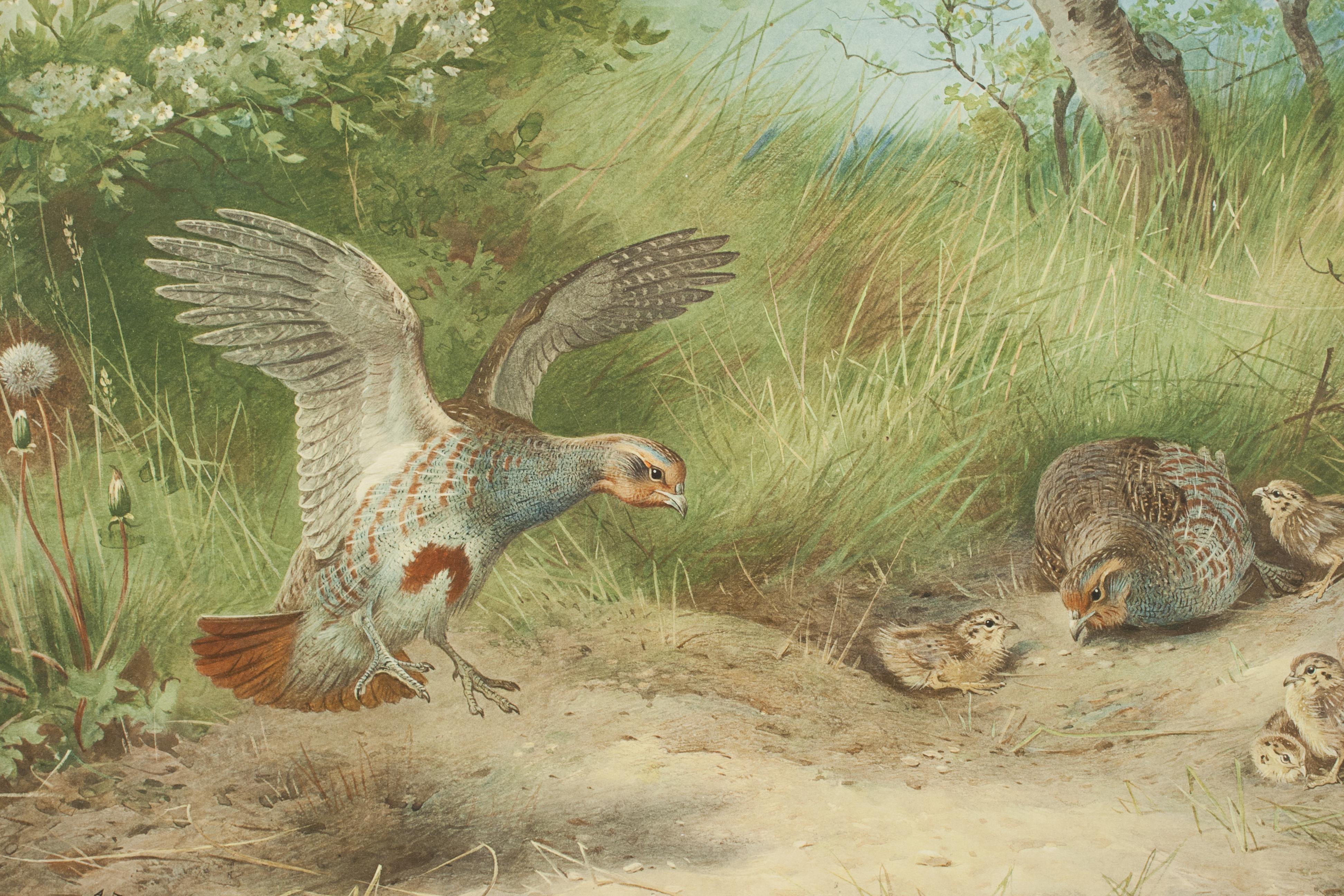Impression d'oiseaux anciens, signée par Archibald Thorburn, Partridge, Spring en vente 2