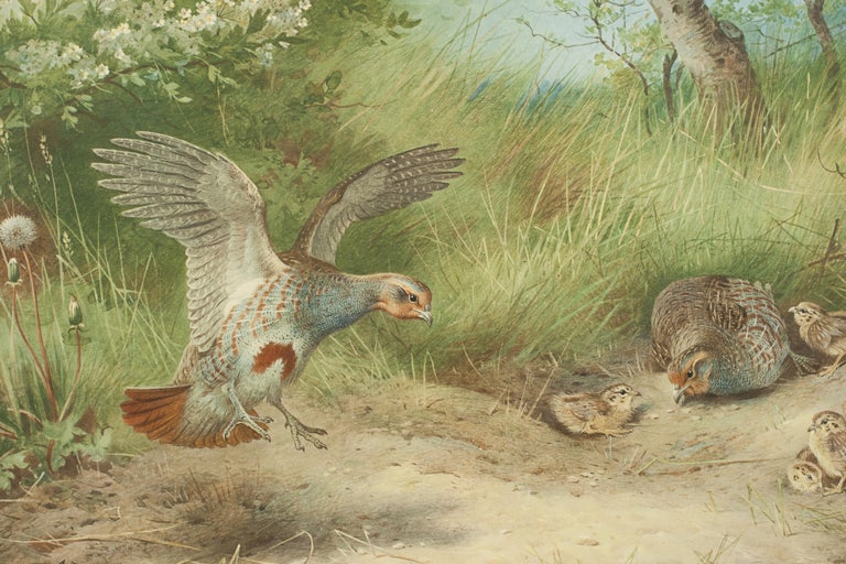Antique Bird Print, Signed by Archibald Thorburn, Partridge, Spring For Sale 2