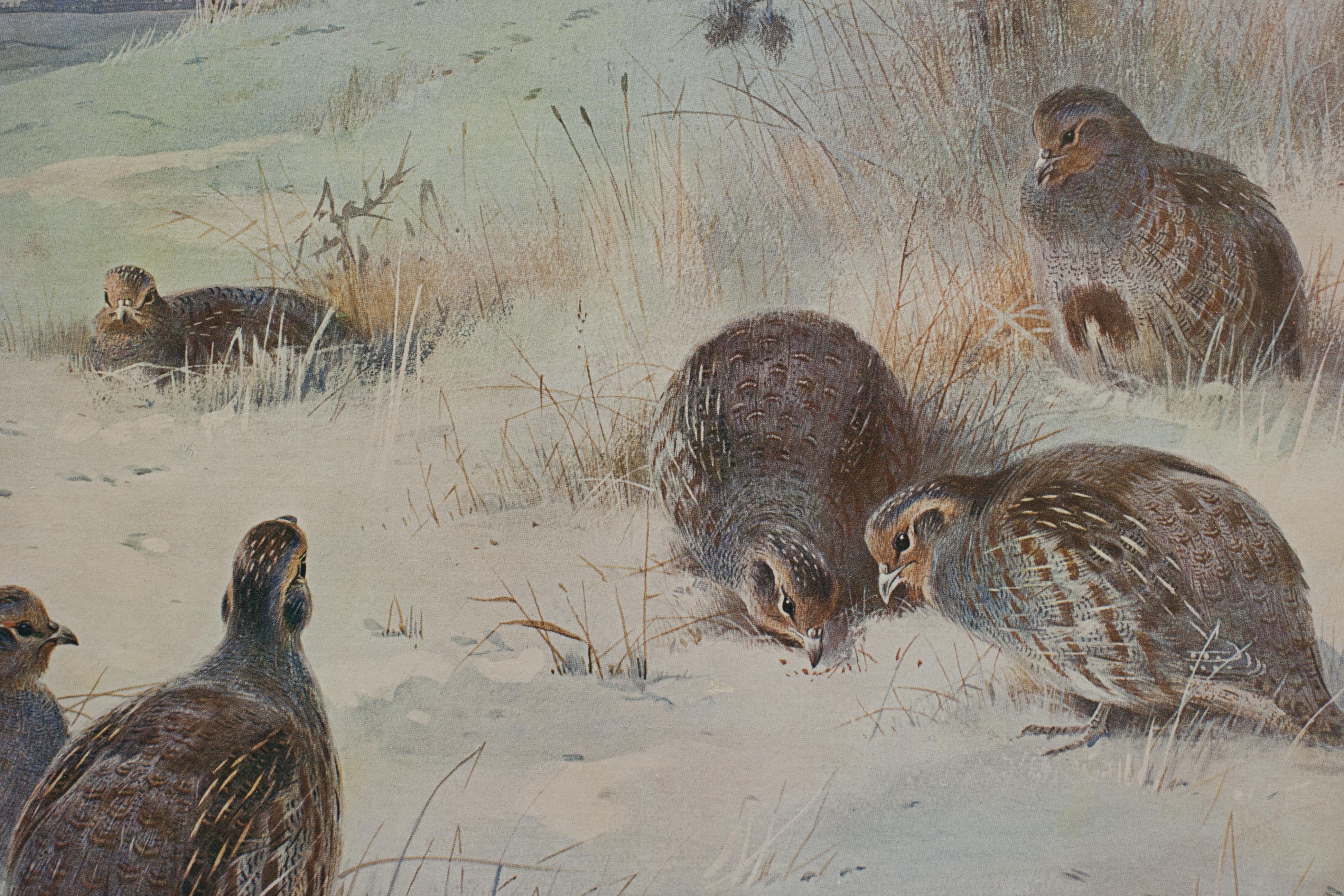 Antique Bird Print, Signed by Archibald Thorburn, Partridges, a Frosty Morning. For Sale 3