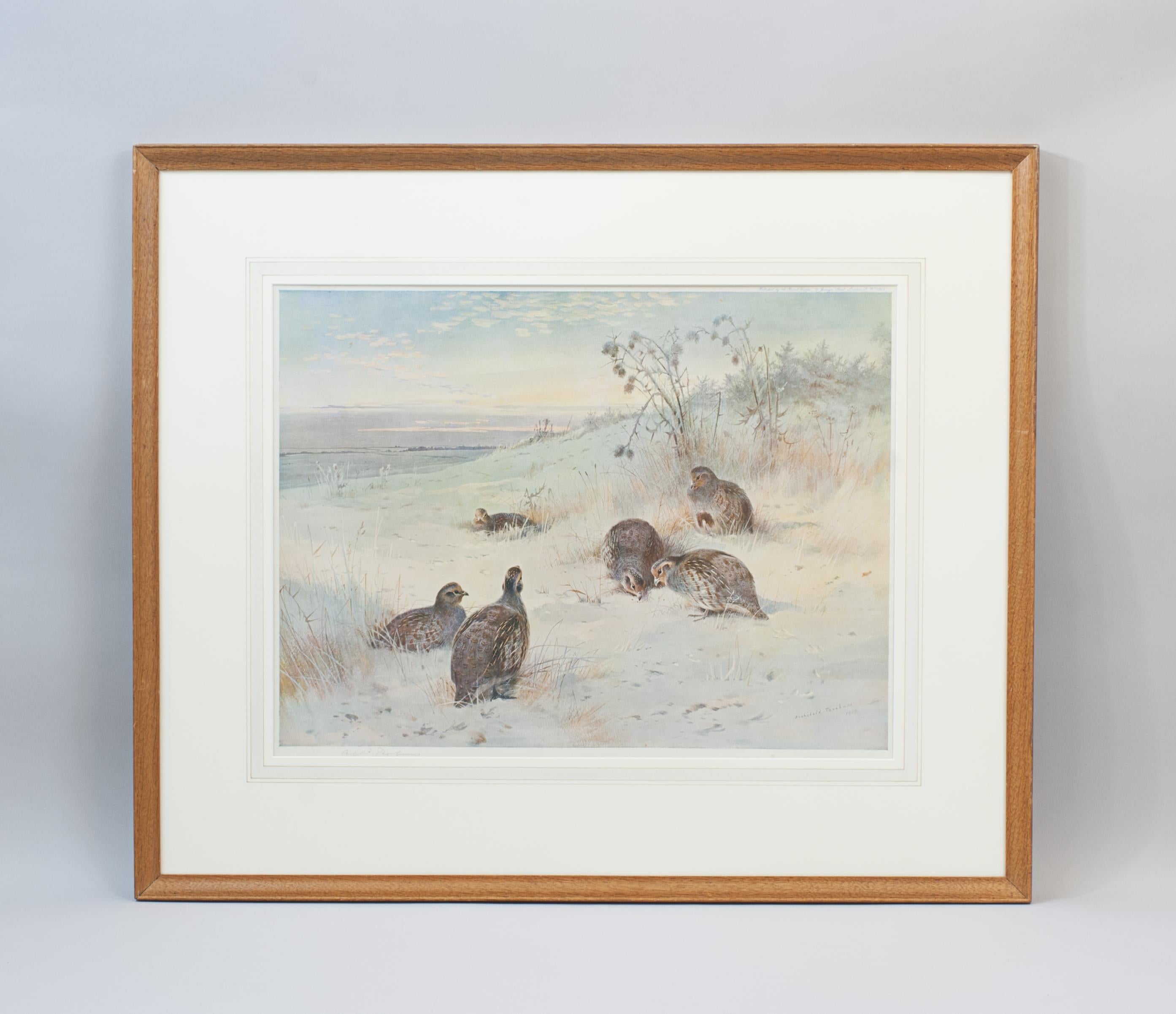 Signed Game Bird Print By Archibald Thorburn.
A game bird colotype print by Archibald Thorburn. The picture is in an old period oak frame and signed in pencil by the artist, published by A. Baird - Carter, 70 Jermyn Street, London,