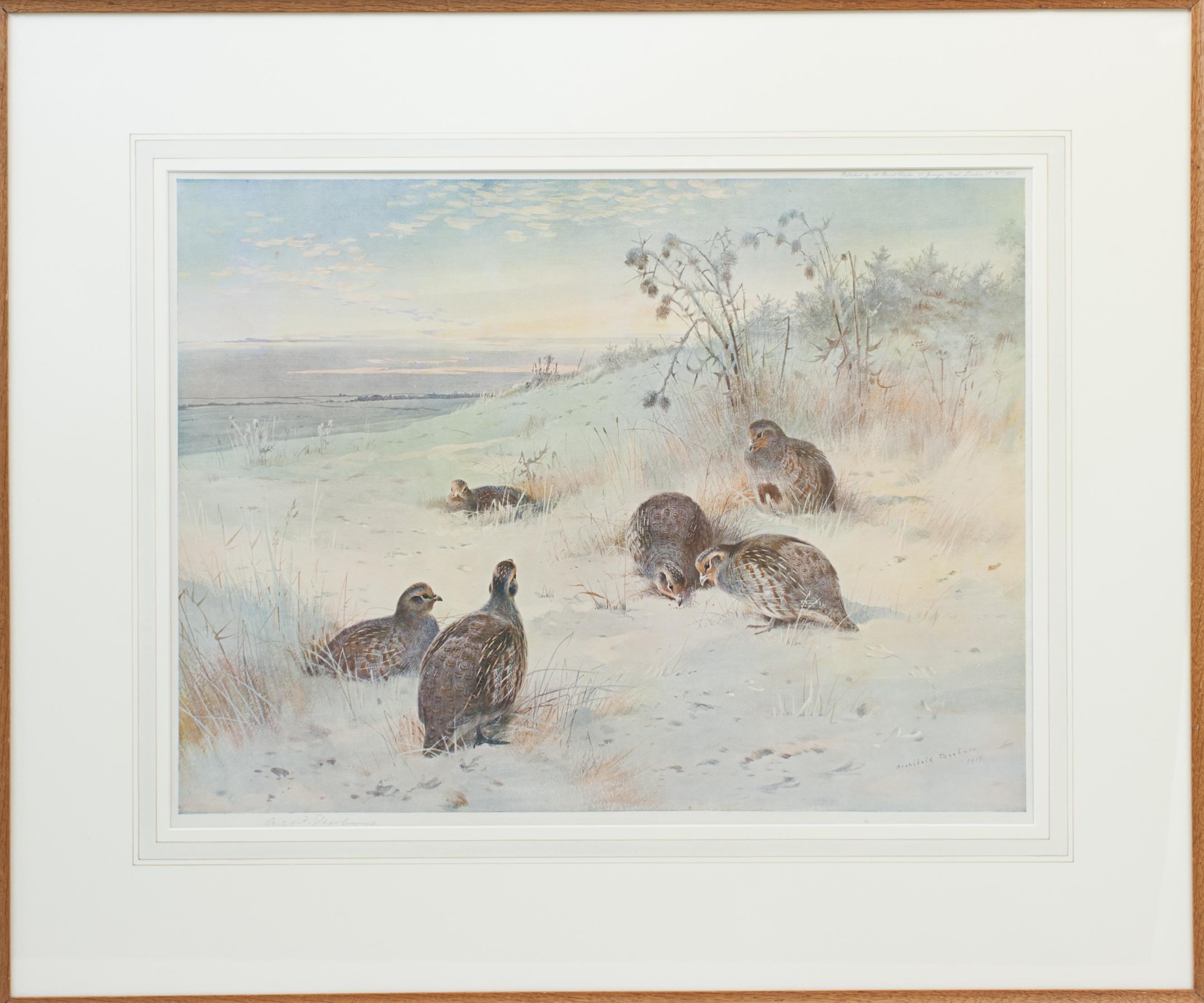 Sporting Art Antique Bird Print, Signed by Archibald Thorburn, Partridges, a Frosty Morning. For Sale