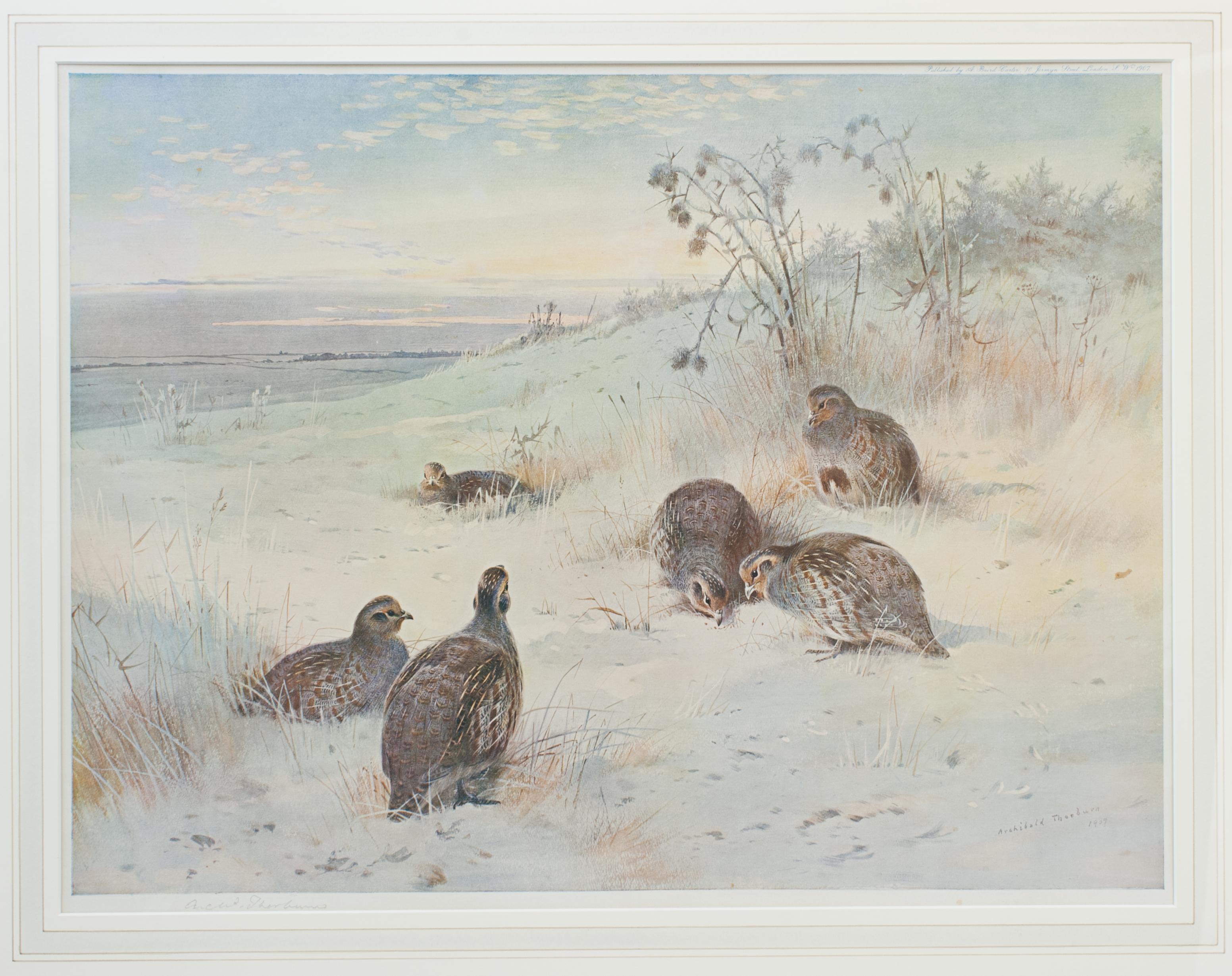 British Antique Bird Print, Signed by Archibald Thorburn, Partridges, a Frosty Morning. For Sale