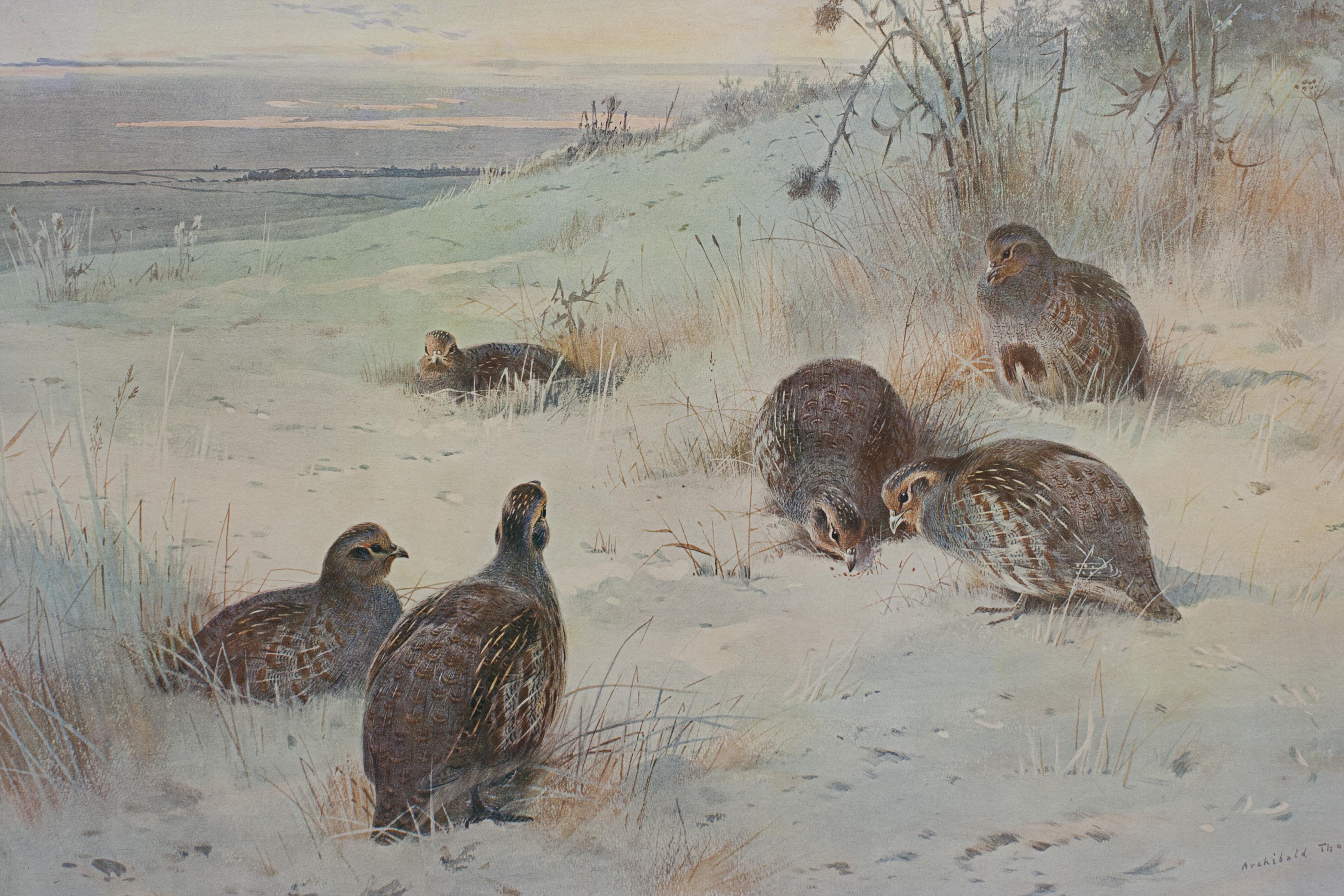 Antique Bird Print, Signed by Archibald Thorburn, Partridges, a Frosty Morning. In Good Condition For Sale In Oxfordshire, GB