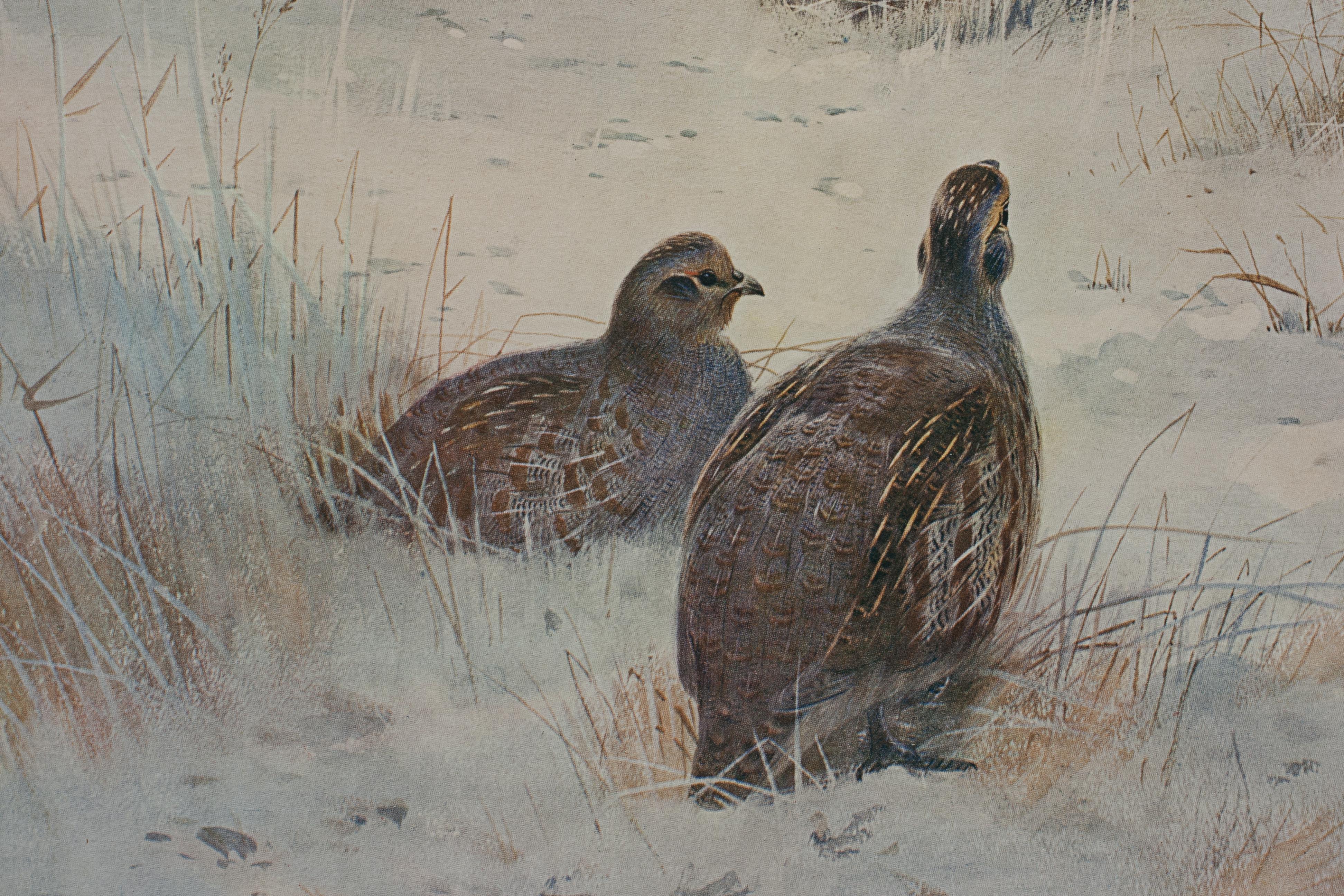 Antique Bird Print, Signed by Archibald Thorburn, Partridges, a Frosty Morning. For Sale 2