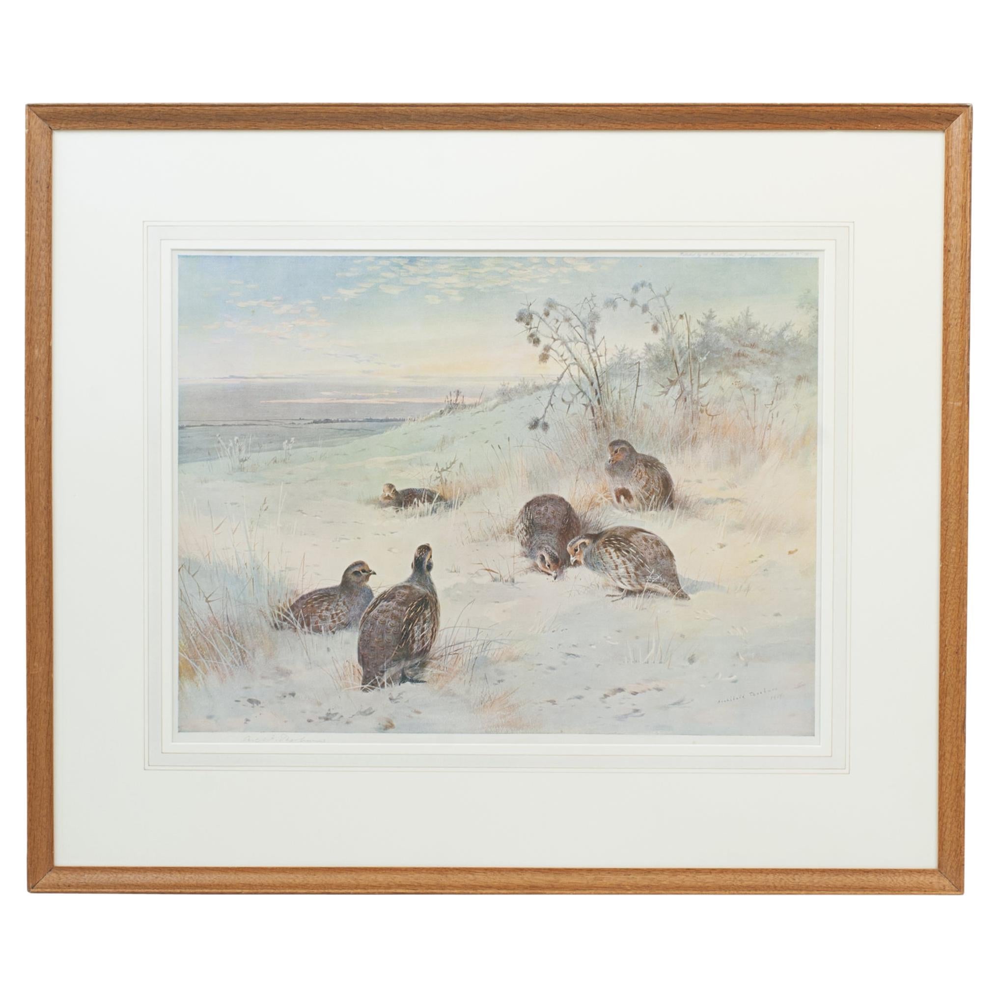 Antique Bird Print, Signed by Archibald Thorburn, Partridges, a Frosty Morning.