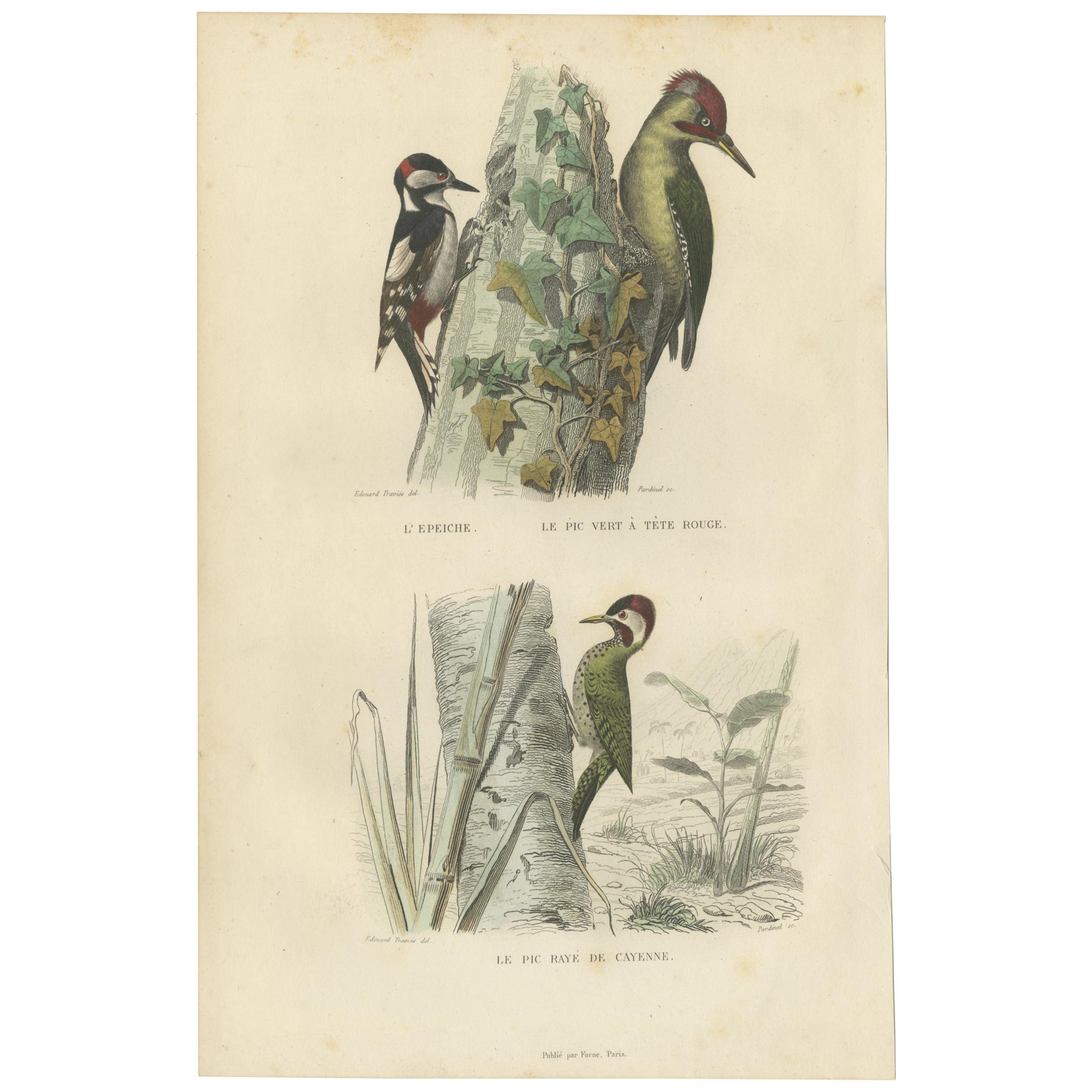 Grabado antiguo de aves, Pájaro carpintero moteado, Pájaro carpintero verde euroasiático, circa 1850
