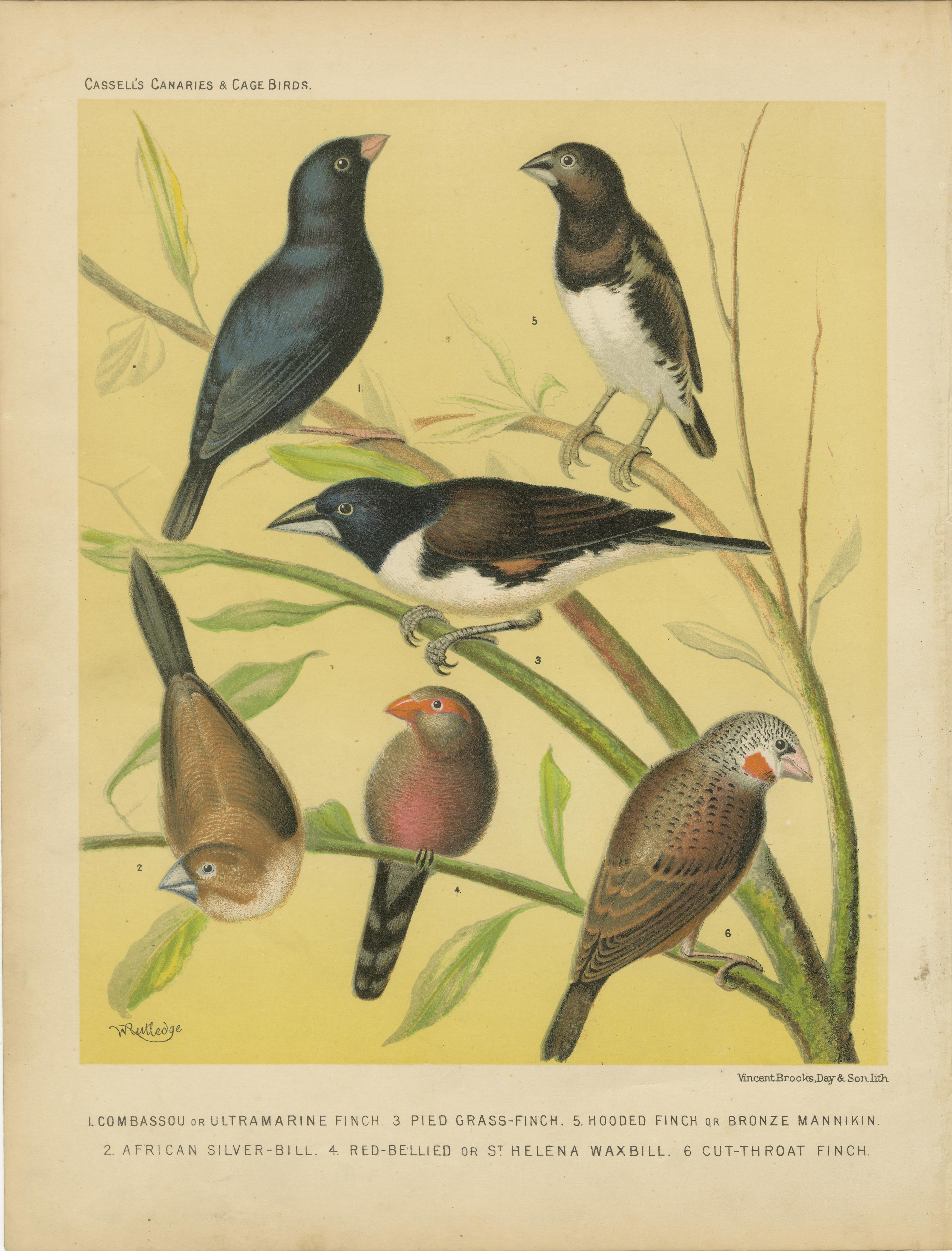 Estampas Antiguas de Aves - Pinzones, Waxbills, Estorninos y Fieldfare - Cassell's c.1880

Este fino par de cromolitografías antiguas procede de la obra Canarios y aves de jaula de Cassell, publicada en Londres a finales del siglo XIX (hacia 1880).