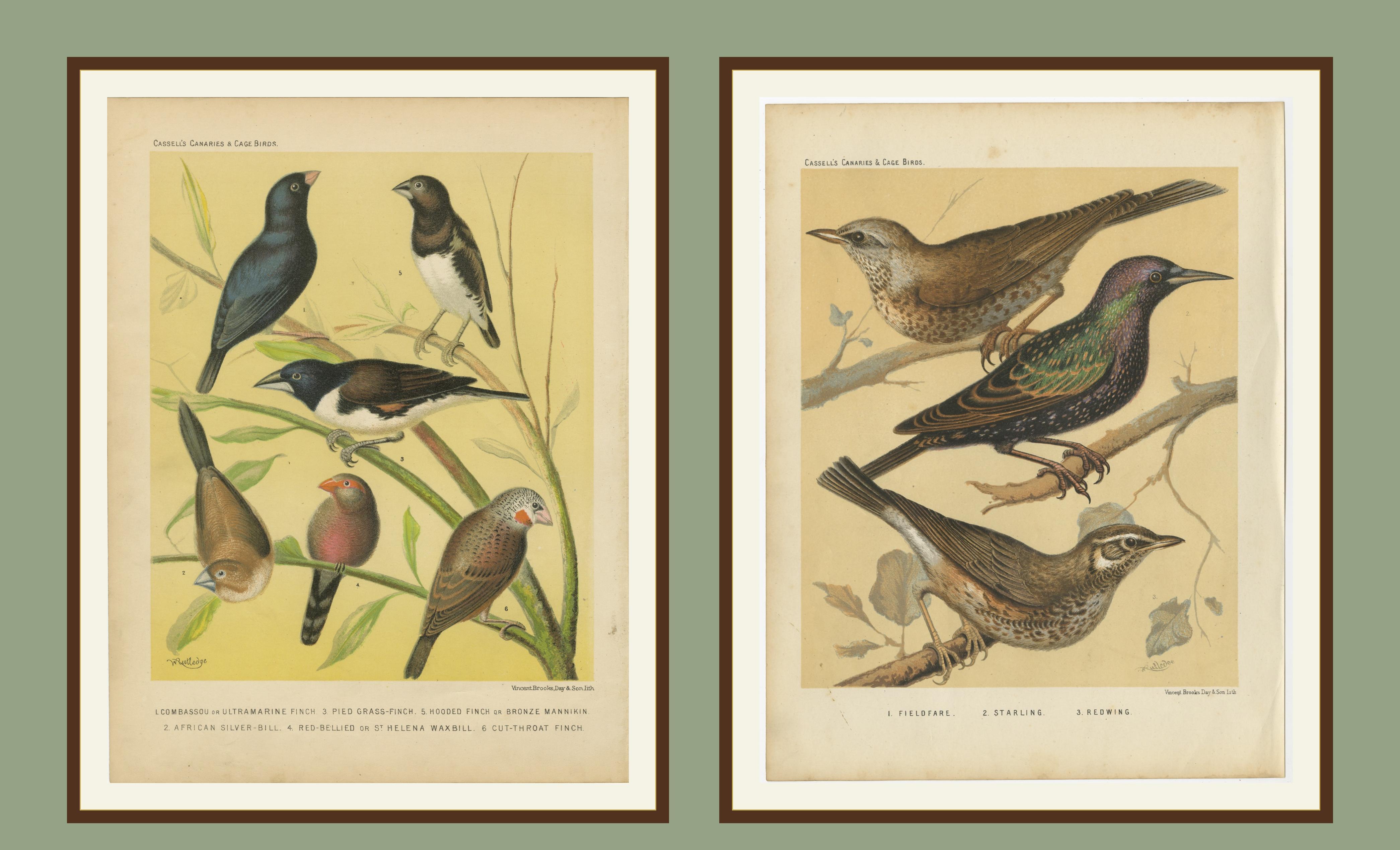 Estampas Antiguas de Aves - Pinzones, Waxbills, Estorninos y Fieldfare - Cassell's, 1888 Grabado en venta