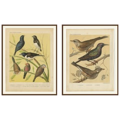 Estampas Antiguas de Aves - Pinzones, Waxbills, Estorninos y Fieldfare - Cassell's, 1888